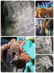 포항돌문어 오늘금요일저녁,토일월 저녁새벽모집중입니다