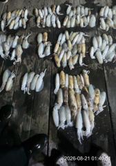 무늬오징어팁런 ((Kg오바,700그람 다수!! “오늘긴급 자리여유~!!”))