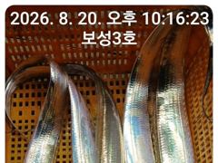 [통영] 갈치는 터져나오는데 갑자기 캔슬로 내일 자리여유가 많이있습니다~…