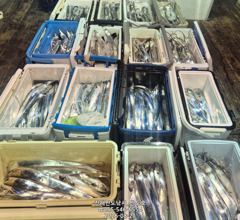[진해] 21일,준내만 왕갈치 3지,4지 용가리가 쏟아집니다,매일출항(일…