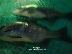 (FM 피싱호 ㅡ감성돔흘림 (오전낚시))~주말 정상출조합니다 함께하실 조사님들 초대합니다