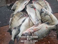 유촌 형만레저 선외기 문어.감성돔 조황입니다.토.일여유