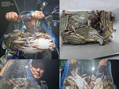 <발키리호> 야간 꽃게 조황입니다.(21일)