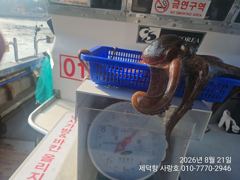 "여밭돌문어" 1200g외 개인16수15수12수외 연이은 3자릿수 팍~팍~ (월 예약가능)