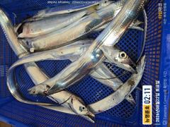 ＜＜통영 뉴명륜호 14인승＞＞ 大갈치 포인트 공략!!! 손맛보로 제대로 달립니다~~ (오늘 1자리)