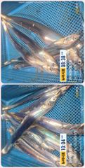 통영 뉴 아시아호>> 대박!! 70리터 얼음 녹이고 만쿨까지~~ 일요일부터 자리여유~