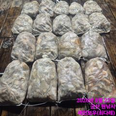 <레인보우호> 야간문어~400수 대박!~행진(21일)