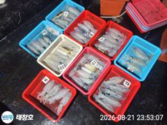[포항] 》21일야간 최종!《 무늬 뽁뽁! 싸이즈 굿! 마릿수!