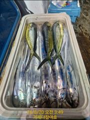 선상 갈치 외줄 조황