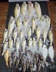 전체조황 - (13명출조) 8월21일 대농어 출조 (굿~!!) - 인천 연안부두 칸피싱, 루어, 침선, 생활낚시 전문