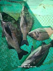 (거제 FM 피싱호 ㅡ감성돔흘림 ㅡ예약가능)~낼 정상출조합니다