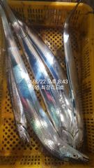 [통영최강리드호] 갈치 실시간조황/왕갈치 잘 올라옵니다