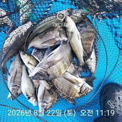 [사천] 삼천포 내만권 감성돔
