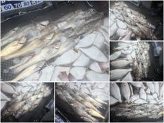 [아트호] [ 아트호 ] 8월 22일 [ 민어좋다~!!! 대.농어 + 민어 외수질 출조 ]  [ 인천배낚시 청마피싱 / 인천선상낚시 / 인천낚시배 ]