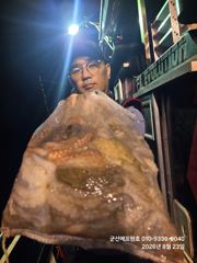 22일 에프원호 문어조황소식