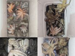 22일 마리수가 쏟아지듯 올라와 잡고온 포인트로 야간~돌문어 마리수 잡으러 출조 갑니다@ 오늘,월요일~예약가능
