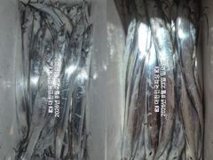 진해~내만갈치~마릿수~대폭발~루어1타1~~손맛 예약중~~