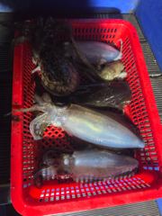 [고성] 무늬 팀런 다녀왔습니다
