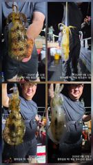 [경주] 8/22 키로급 무늬사이즈! 외 마릿수 나와줍니다. (주중/주말…