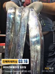 [진해] [갈치/텐빈/텐야]23일입항 씨알굿!! 오늘은요만큼[월요일부터]…