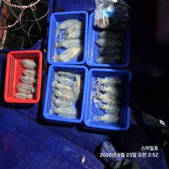 (무늬오징어)거제 통영 전역 마릿수 포착 먹물파티~스마일호(오늘 예약)