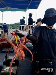 [진해] 대물 문어사냥 너도나도 퍽퍽퍽!