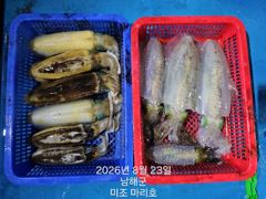 [남해군] 미조권 무늬오징어 조황입니다