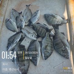 병산 감성돔 농어 숭어 마리수 선외기&선상흘림조황~~