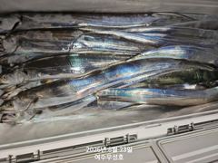 [여수,광양] 8월22일입항 대갈치 조항소식 입니다