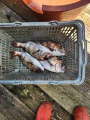 8.23 성호좌대 조황소식