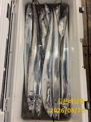 [제주 깊은바당호] 8월 23일 갈치 조황입니다