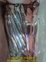 내만칼치ㅡ 쭉쭉 잘 올라옵니다 .텐빈.루어에1타1피 엄청납니다(오늘 예약가능)