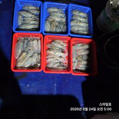 [거제] (무늬오징어)감자들만 줄줄이~ 소소한 손맛~스마일호(25일 예약…