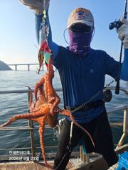 [진해문어낚시] 오늘도 묵직하게 올라오는 돌문어 찐한 손맛 보시며 즐기고 왔습니다^0^