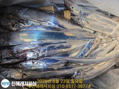 내만칼치ㅡ물반 칼치반,바글바글ㅡ초저녁부터 팍팍 물어주네요,쿨러빵빵(오늘예약가능)