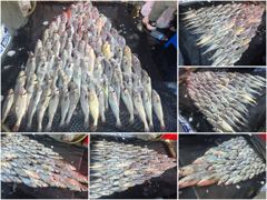 오늘의조황 - [ 아트호 ] 8월 24일 [ 80수 업 !! 민어타작 완료 !! ] [ 인천배낚시 청마피싱 / 인천선상낚시 / 인천낚시배 ] - 인천 영종도 선상낚시 청마피싱,피싱스토리