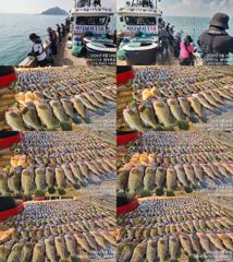 ♥붉바리들..이정도는 잡아봐야지요 초대박 붉바리조황입니다[2026년08월24일] ◎ 해마루호가 뜨는이유? 조황때문이죠 ◎ 핵심포인트: 바로진입.. 바로히트.. ▣ 차원이 다른 조...