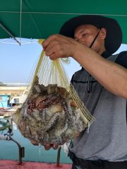 삼천포 물새호 문어조황