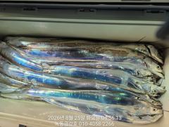 [고흥,녹동] 녹동금강호16석 대갈치조항26일28일30일갈치예약중