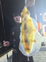 무늬오징어 팁런 씨알. 좋코 ᆢ 마릿수굿ᆢ 목요일 부텨 예약가능