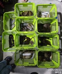 [마산] 무늬 팁런 손맛굿굿 조황 평일 18시 출조예약받습니다