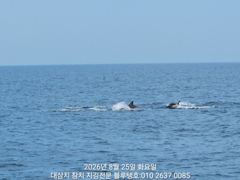 25/화, 한 타임ㅡ덩치급 대삼치들 실시간 조황!