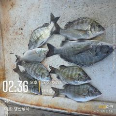 [고성] 병산 감성돔35외 농어 마리수 선외기 흘림조황~~