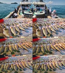 ♥붉바리들..이정도는 잡아봐야지요 초대대박 붉바리조황입니다 [2026년08월25일] ◎ 해마루호가 뜨는이유? 조황때문이죠 ◎ 핵심포인트: 바로진입.. 바로히트.. ▣ 차원이 다른 조황으로 모십니다 ▣ 요즘 붉바리낚시가 대세입니다