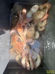 여수그린나래호/8월25일 여수문어낚시조황! 장원 30수 !! (30일 갈치지깅 예약가능)