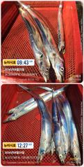 [통영] 통영 뉴 아시아호>> 씨알 좋은 대갈치 짜릿한 손맛!
