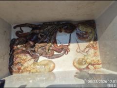 [진해] 돌문어 >> 문어조황입니다~~@@
