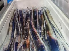통영영운호14석) 왕갈치 대치로 쿨러가득 조과차는 있습니다 (28일 금요일부터 예약가능합니다)