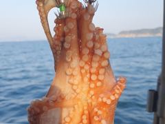26일 돌문어 키로급외 장원 15수12수10수등 퍽퍽..  ( 예약가능 )