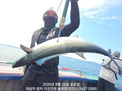 26/수, 한 타임 대삼치 캐스팅 조황입니다!
